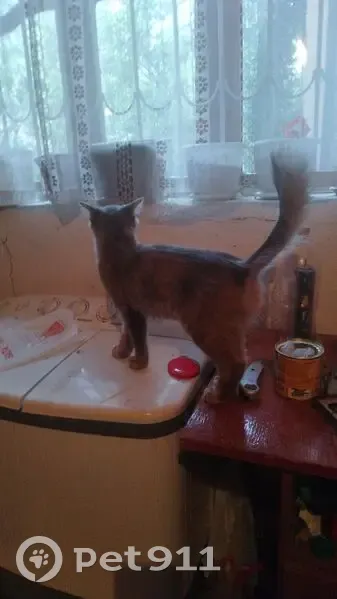 Пропала кошка на Байзакова, 11, Шымкент - photo