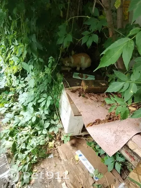 Найдена кошка на Мироновской, Москва - photo