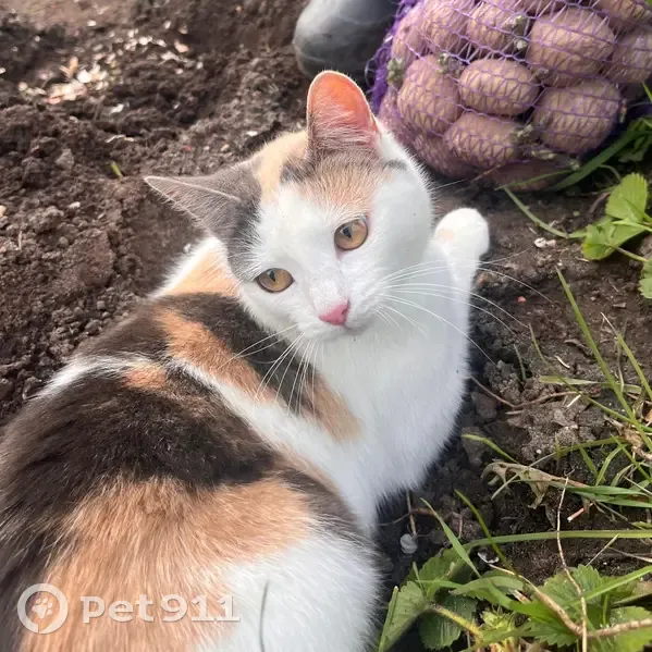 Пропала кошка, Прудово — Рамешки — Заручье - photo