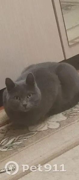 Пропал кот, Кировский сельсовет, Алтайский край - русский голубой, отзывается на Смен - photo