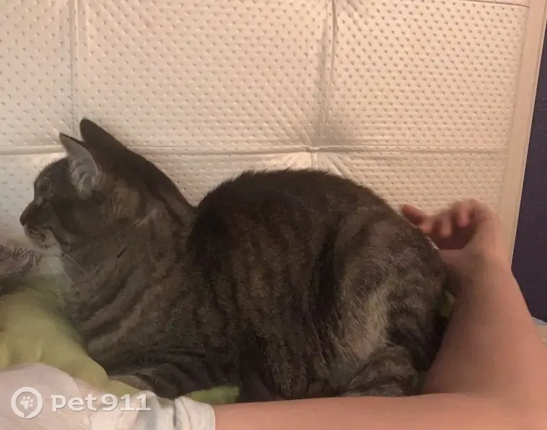 Пропала кошка, Ухтинское шоссе, 50 - photo