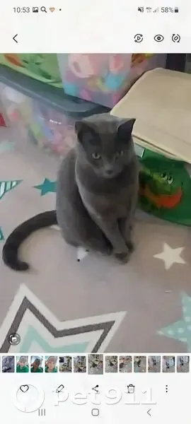 Пропала кошка в СНТ №61, Березники - photo