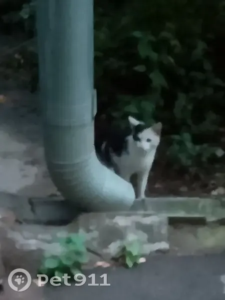 Кошка найдена, Мироновская 26, Москва - photo