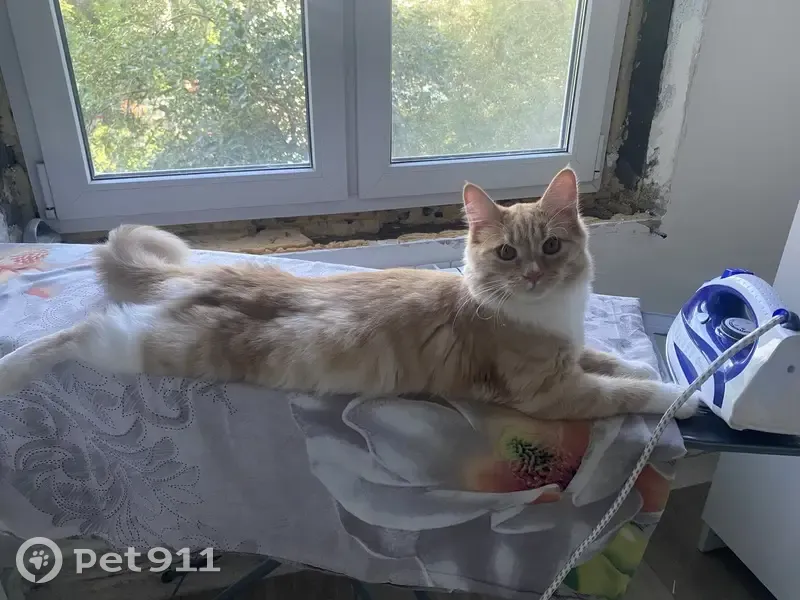 Пропала кошка, Волжская 19, Красноярск - photo