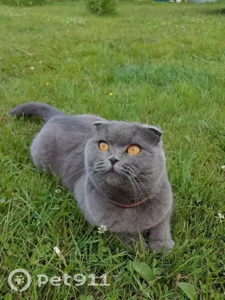 Пропала кошка, Восток, Нижегородская обл. - photo
