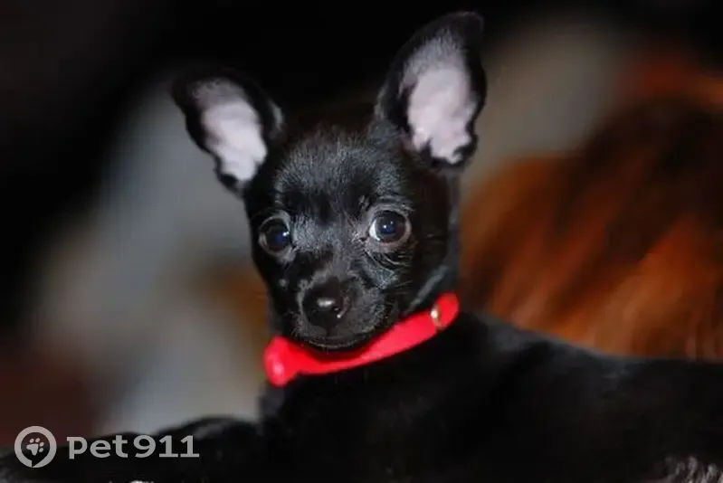 Пропала собака, Красноярка, Омская обл. - photo