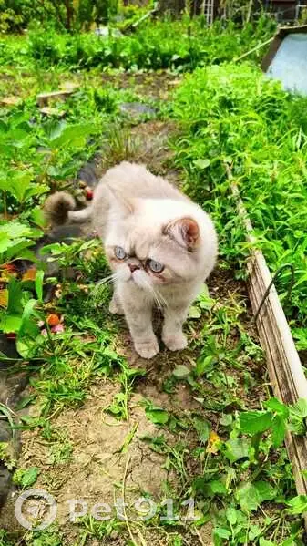 Пропала кошка, Белозёрный 11 - photo