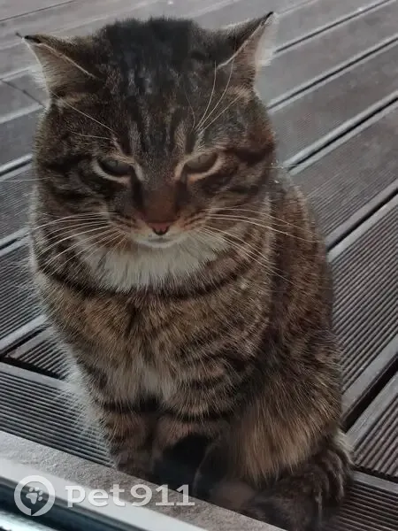 Пропала кошка в Новом Энхэлуке - photo