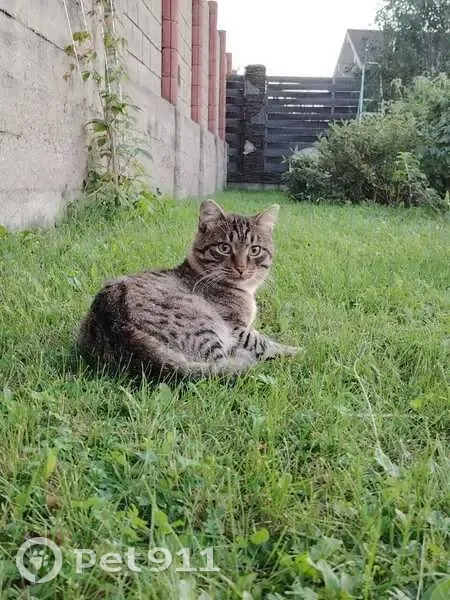 Пропала кошка в Новом Энхэлуке, Бурятия - photo