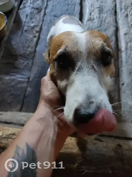 Найдена собака Джек Рассел, Вологодская обл. - photo