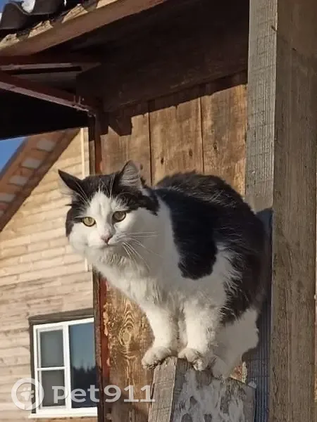 Пропала кошка в Андрюшино, Тюменская обл. - photo