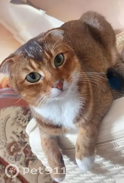 Пропала кошка, Вишнёвая ул., 154, Краснодар - photo