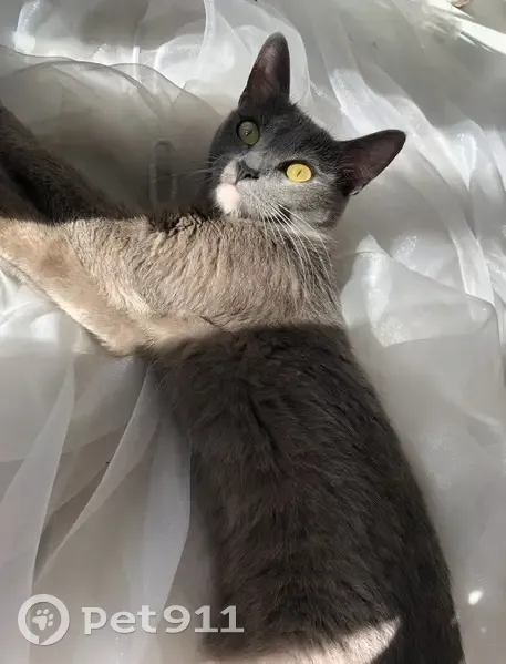 Пропала кошка, ул. Глушко 14, Казань - photo