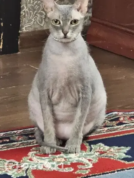 Пропала кошка, ул. Бардина, Екатеринбург - photo