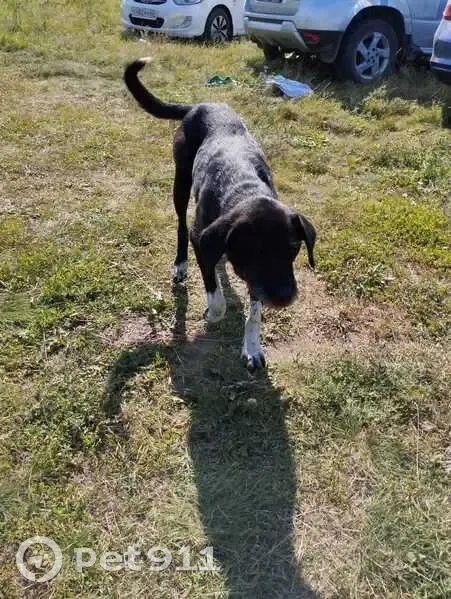 Найдена собака, 61Н-383, Песочня - photo