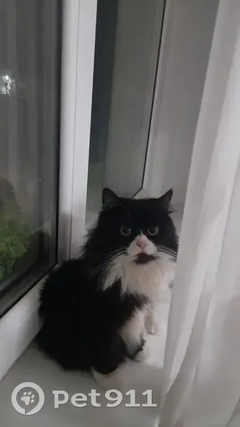 Пропала кошка, Первомайская 3, Железногорск - photo