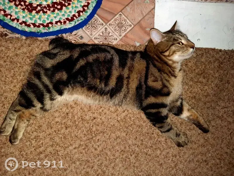 Пропала кошка, Центральная ул., Атамановское - photo