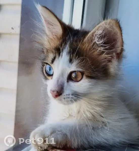 Пропала кошка, ул. Хвастанцева, 13 - photo