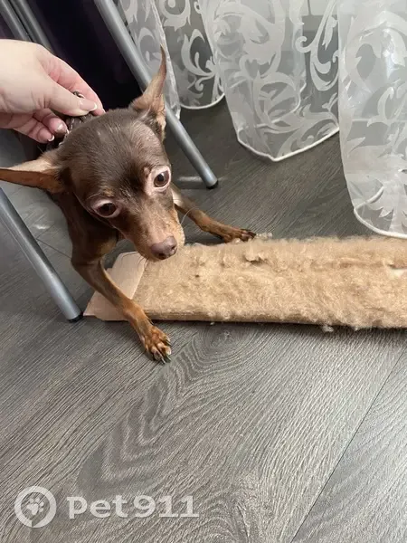 Найдена собака, ул. Грибоедова, 2, Дзержинск - photo