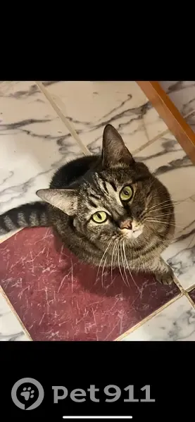 Пропала кошка, Архангельская обл., 23 июля - photo