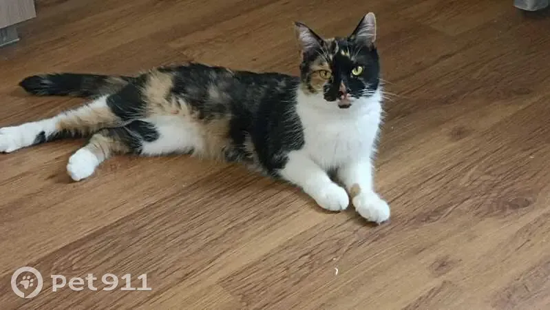 Пропала кошка на Целиноградской, 4/2 к2 - photo