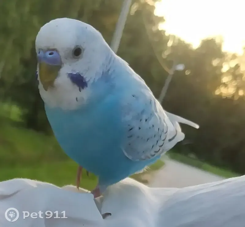 Птица без хвоста на кладбище в Петергофе - photo