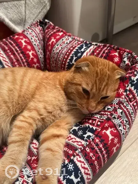 Кошка найдена у магазина, 8, Старый Оскол - photo