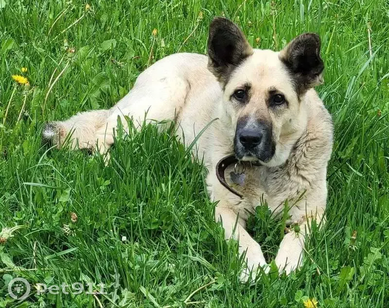 Пропала собака, Рождествено, Дачная 53 - photo