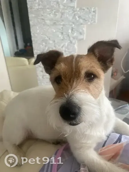 Пропала собака в Самодеде, Архангельская обл. - photo