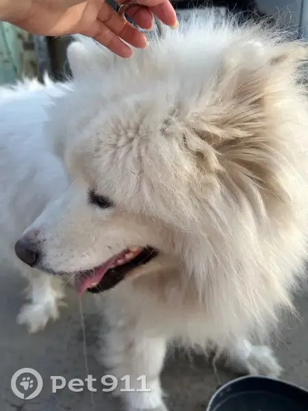 Найдена собака, Кудемское, Таборы - photo