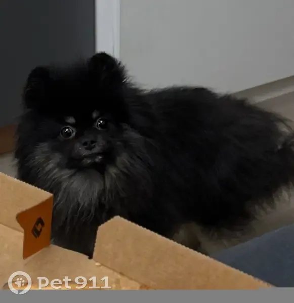 Пропала собака, Пермский край - photo