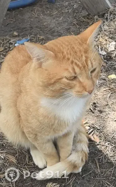 Пропал кот Гоша, трасса А-119, Чёлмужи - photo