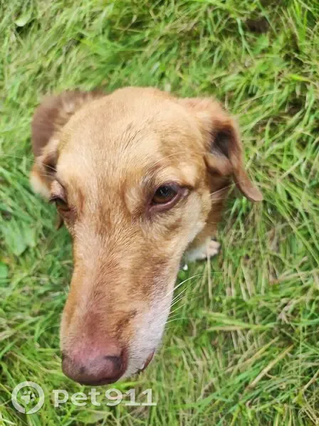 Собака найдена на 12 км дороги к Алексеевне - photo