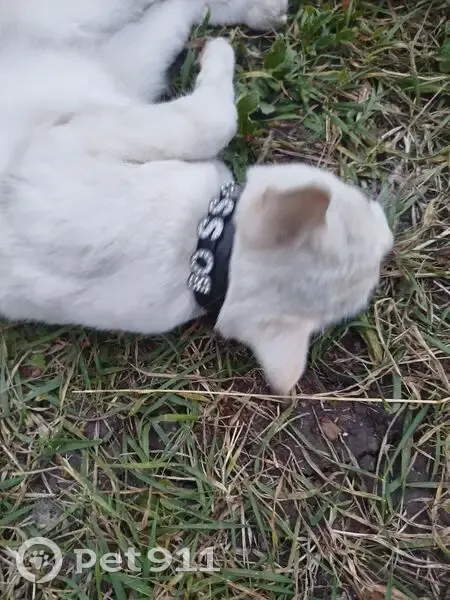 Кошка найдена: Школьная ул., 17, Подымалово - photo