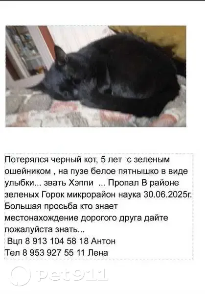 Пропала кошка, Рождественская 2, Томск - photo