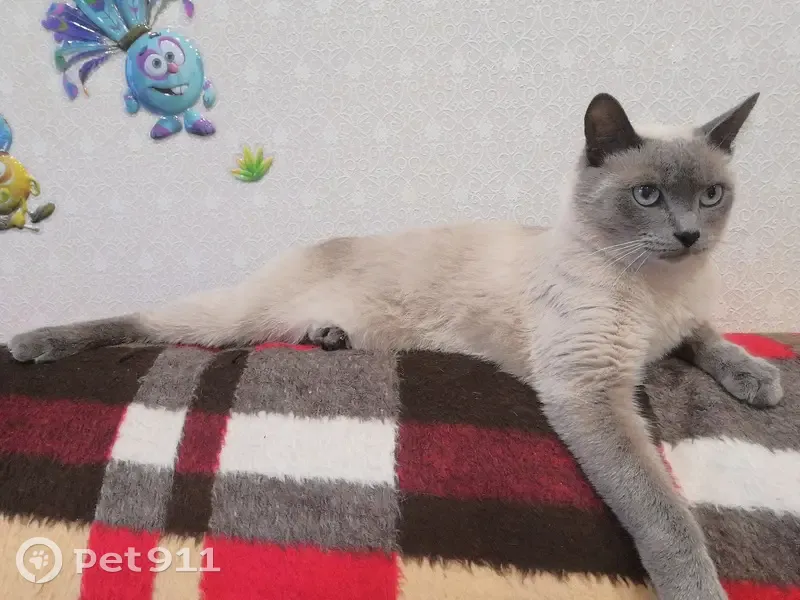 Пропала сиамская кошка, Кукуштан - photo