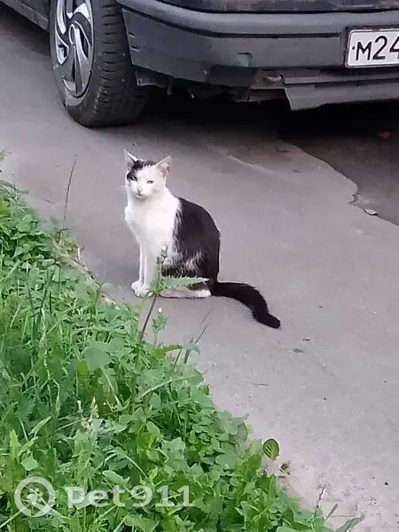 Кошка найдена: Мироновская ул., 33с28 - photo