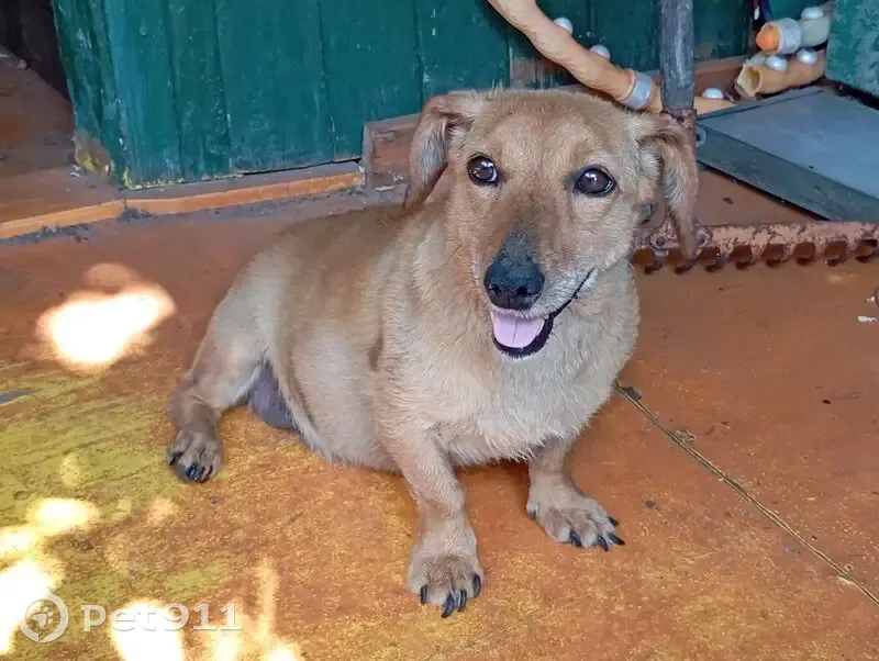 Найдена собака, Луговая ул., Старая Чигла - photo