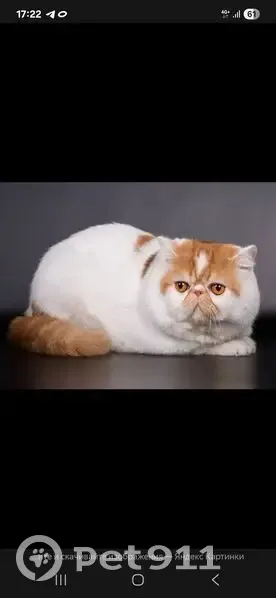 Найдена кошка у 