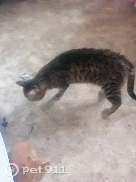 Пропала кошка, ул. 7 съезда Советов, 42А - photo