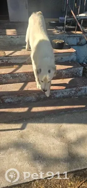 Пропала собака в Красном, Херсонщина - photo