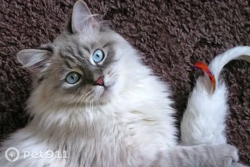 Пропала сиамская кошка, Скалинский с/с - photo