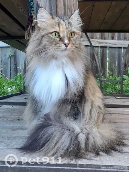 Пропала кошка, ул. Набережная, Шира - photo