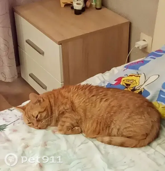 Пропала кошка, ул. Базарная, 124, Челбасская - photo