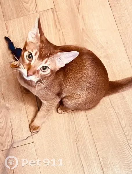 Пропала рыжая кошка, 3-я линия, Самара - photo