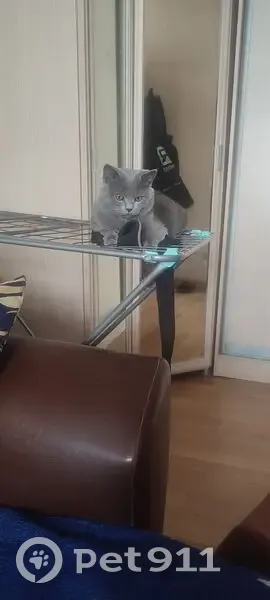 Пропала кошка, ул. Дегтярёва, 34, Ковров - photo