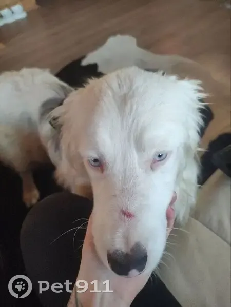 Пропала собака, Старопольское с/п, Ленобласть - photo