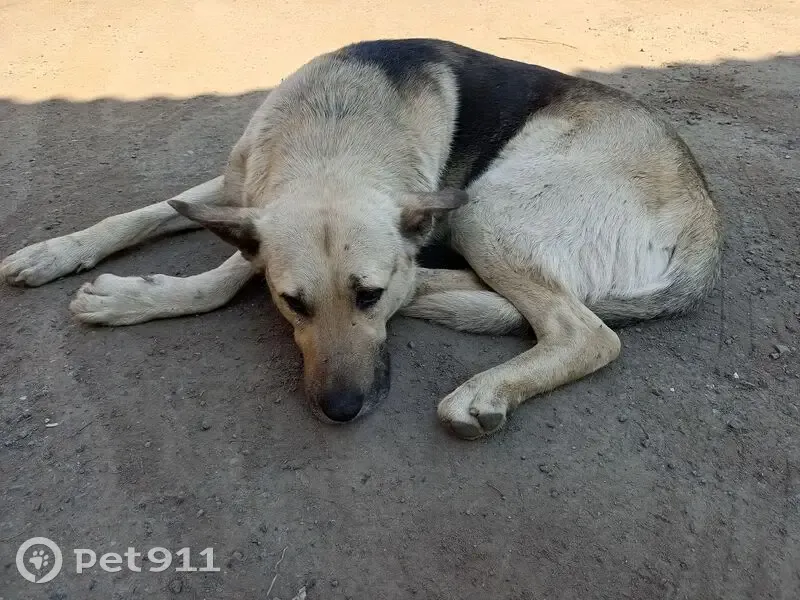 Пропала собака, Сульфатная ул. 4, Н.Тагил - photo