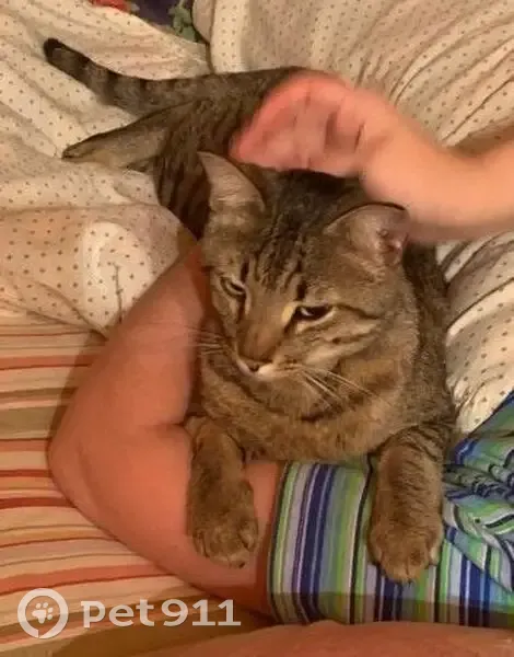 Пропал кот в СДТ Надежда, Кировская область - photo