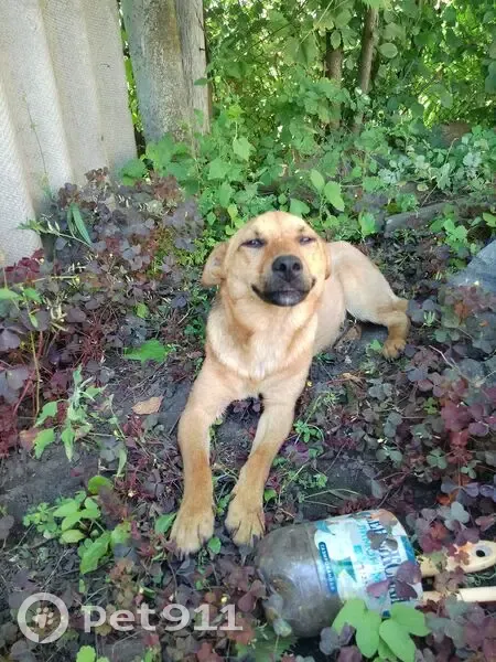 Собака найдена: Садовая ул., им. Ленина - photo